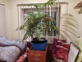 2-этажный дом, 250 м², 501 сотка