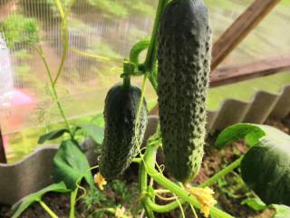  дом, 38 м², 7 соток