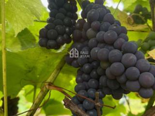 1-этажная дача, 35 м², 5 соток