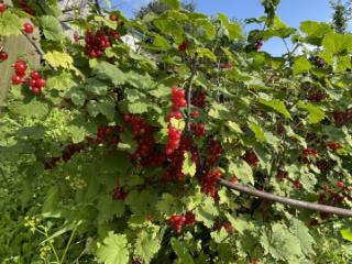 1-этажный дом, 30 м², 8 соток