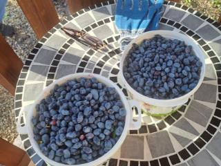  дом, 38 м², 7 соток