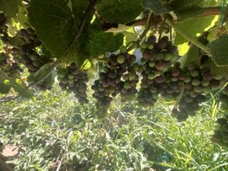 1-этажный дом, 95.1 м², 9.94 соток