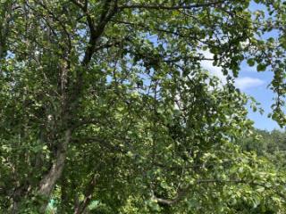 1-этажный дом, 30 м², 8 соток