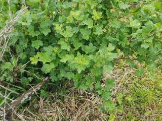  дом, 41 м², 13 соток