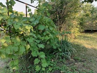 1-этажный дом, 19.5 м², 10 соток