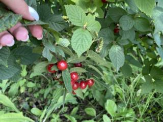 1-этажный дом, 30 м², 8 соток