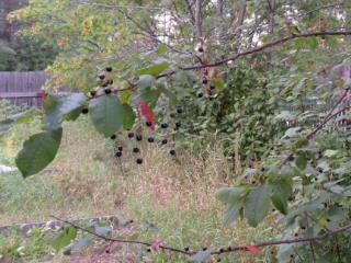  дом, 50 м², 5 соток