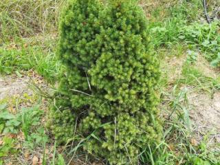  дом, 40 м², 29 соток