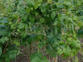  коттедж, 40 м², 6.1 соток