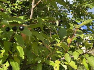 Купить земельный участок, 20 соток