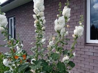 1-этажный дом, 94.5 м², 12.3 соток