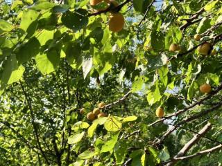  дом, 38.7 м², 2.7 сотки