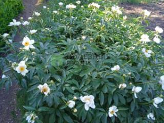 1-этажный дом, 60 м², 10 соток