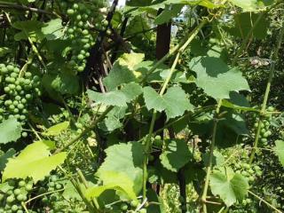  коттедж, 32 м², 18.9 соток