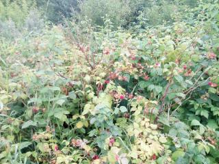 1-этажный дом, 45 м², 10 соток