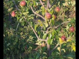  коттедж, 35 м², 6 соток