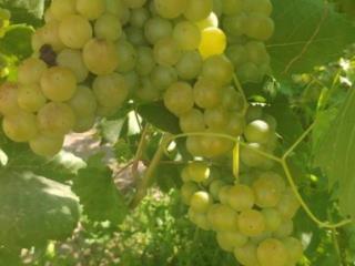 1-этажный дом, 63 м², 6 соток