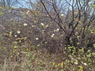 1-этажный дом, 33.4 м², 17.8 соток