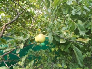 1-этажный дом, 95.1 м², 9.94 соток