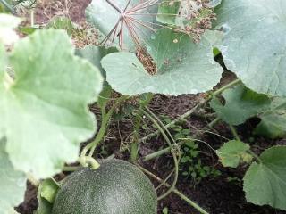  коттедж, 30 м², 6 соток