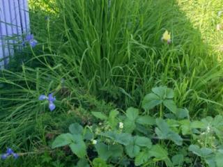 1-этажный дом, 80 м², 25 соток