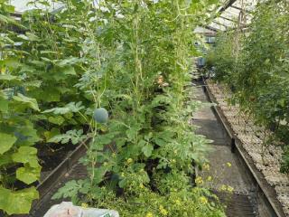 1-этажный дом, 25 м², 5 соток