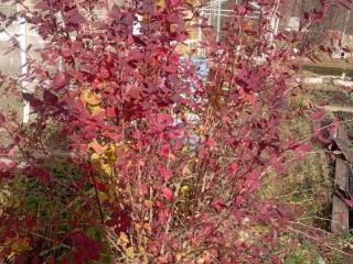 1-этажный дом, 12 м², 20 соток