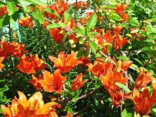  дом, 36.4 м², 15 соток