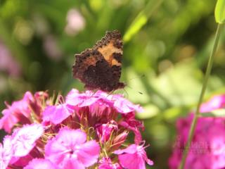 1-этажный дом, 90 м², 8 соток