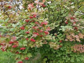 1-этажный дом, 30 м², 7 соток