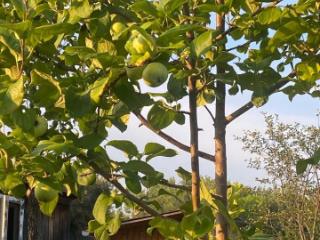 1-этажный дом, 20 м², 8.2 соток