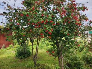  коттедж, 45.8 м², 11 соток