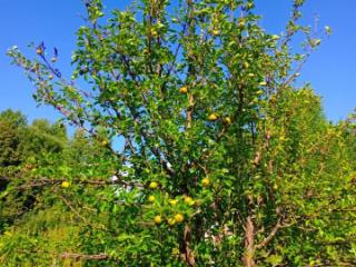 1-этажный дом, 32.2 м², 30.3 соток