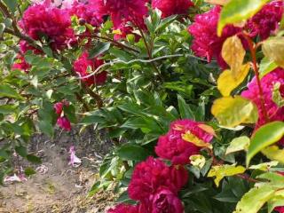 1-этажный дом, 56.4 м², 8.5 соток