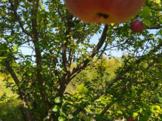 1-этажный дом, 45 м², 10 соток