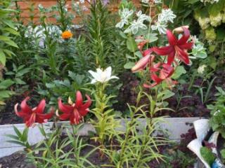 1-этажный дом, 91 м², 3.1 сотки