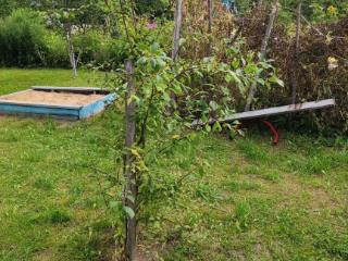  коттедж, 45.8 м², 11 соток