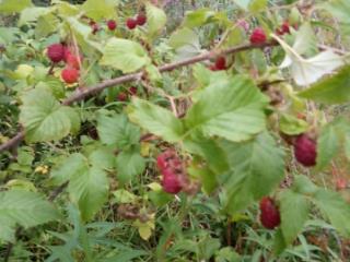 2-этажный дом, 61.5 м², 10.51 соток