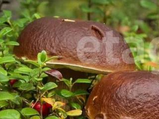  дом, 92 м², 10.2 соток