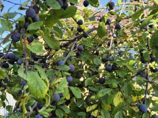  коттедж, 30 м², 6.6 соток