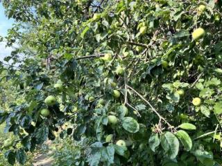 1-этажный дом, 38.7 м², 2.7 сотки