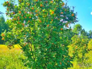 1-этажный дом, 32.2 м², 30.3 соток