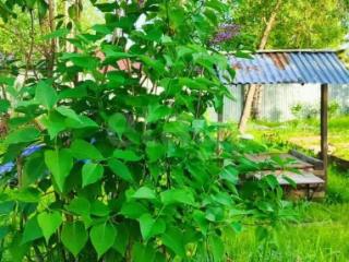 1-этажный дом, 27 м², 6 соток