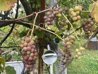 1-этажный дом, 23 м², 9 соток