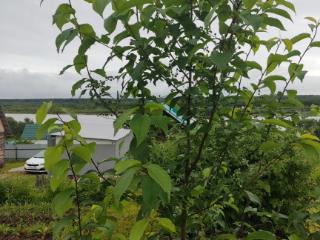  дом, 41 м², 13 соток