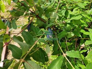 1-этажный дом, 45 м², 17 соток