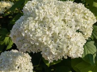  дом, 150 м², 14 соток