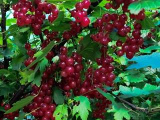 1-этажный дом, 19.7 м², 5.5 соток