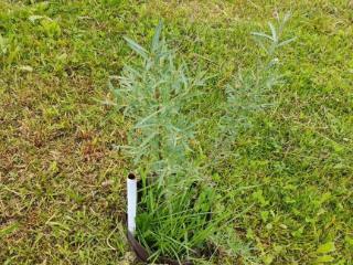  дом, 41 м², 13 соток