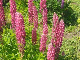 1-этажный дом, 80 м², 25 соток